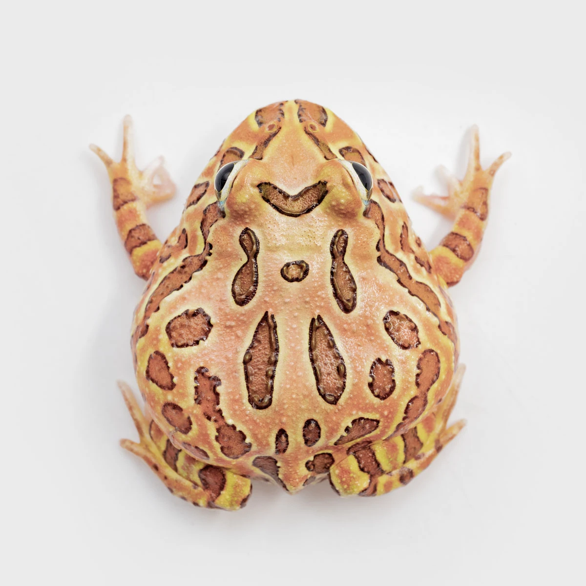 CCB09－南美角蛙 (咖啡．體長4.1cm)