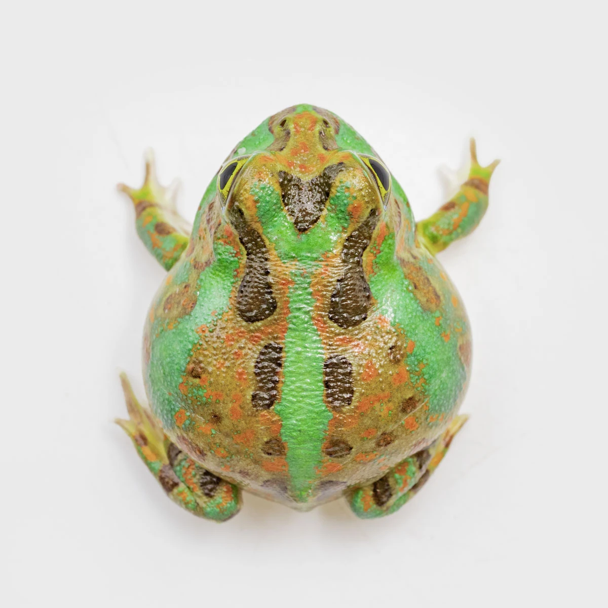 PIE01－波子角蛙 (體長3.1cm)
