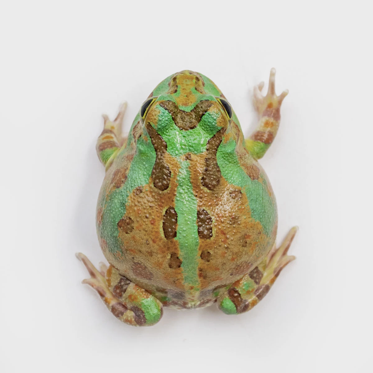 PIE03－波子角蛙 (體長3.6cm)