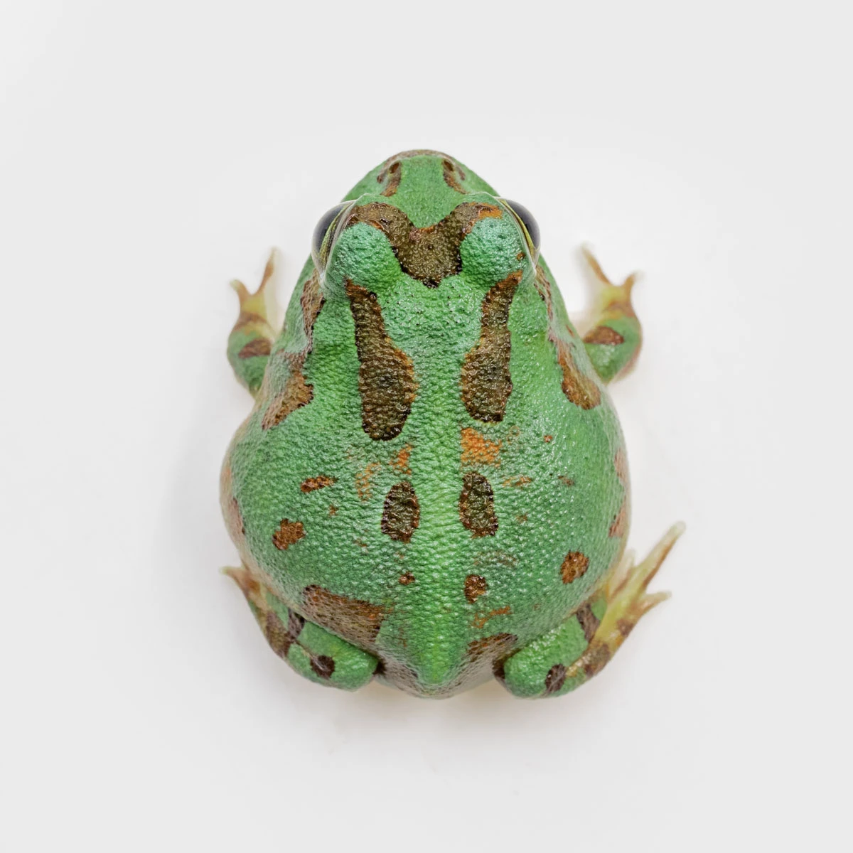 PIE09－波子角蛙 (體長2.8cm)