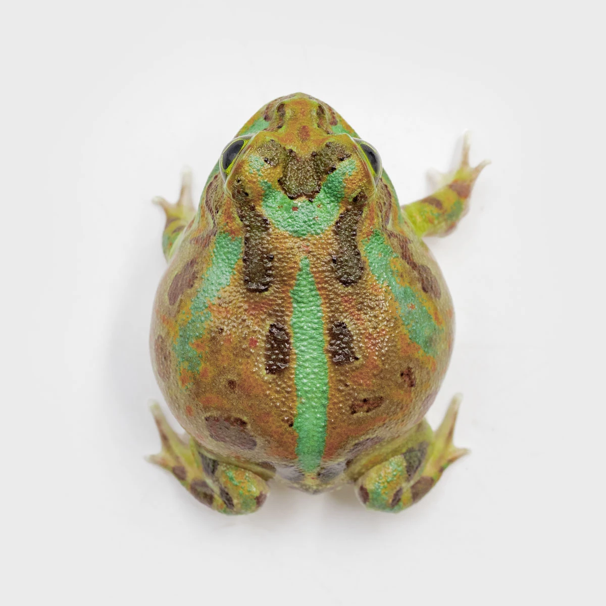 PIE11－波子角蛙 (體長3.4cm)