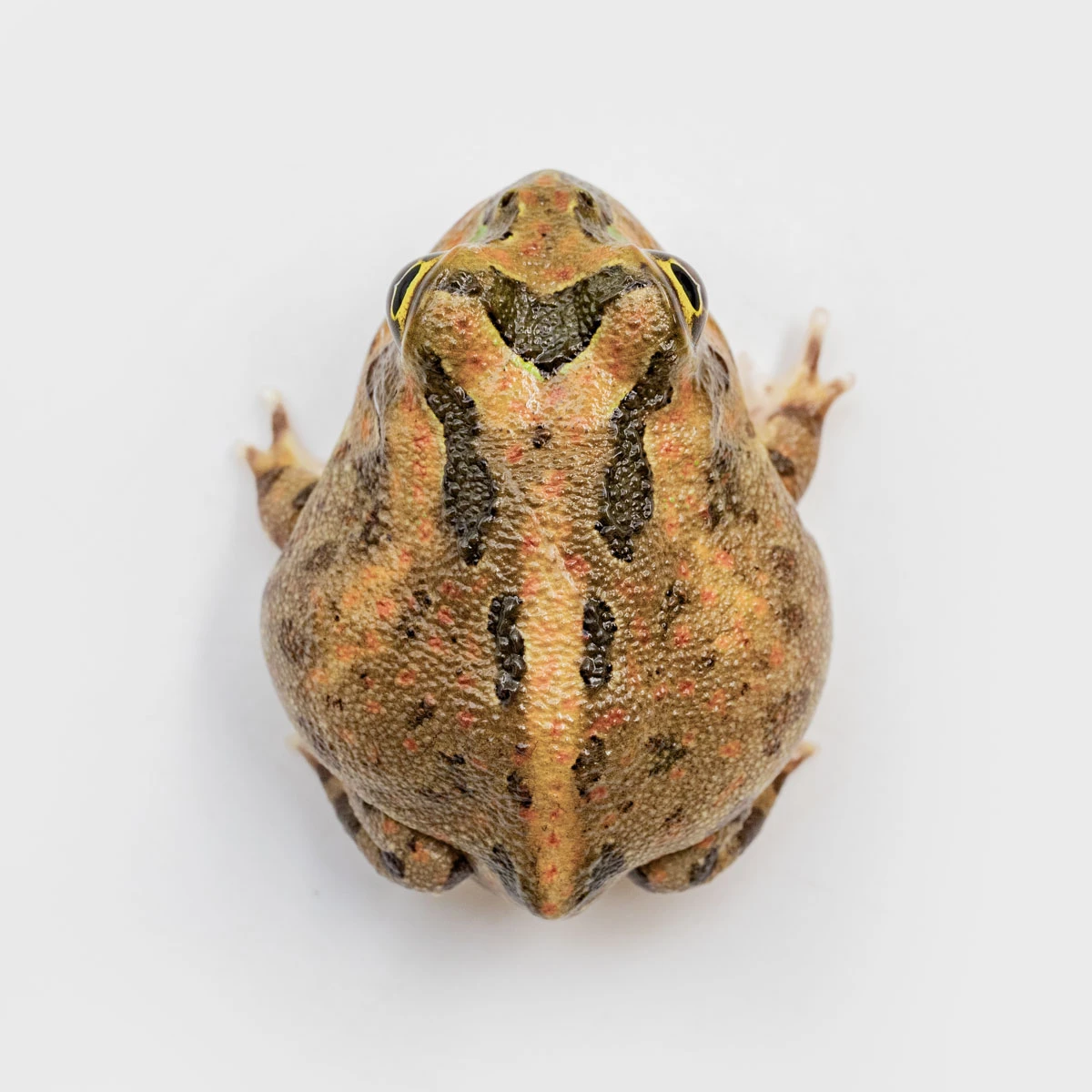 PIE06－波子角蛙 (體長3.3cm)