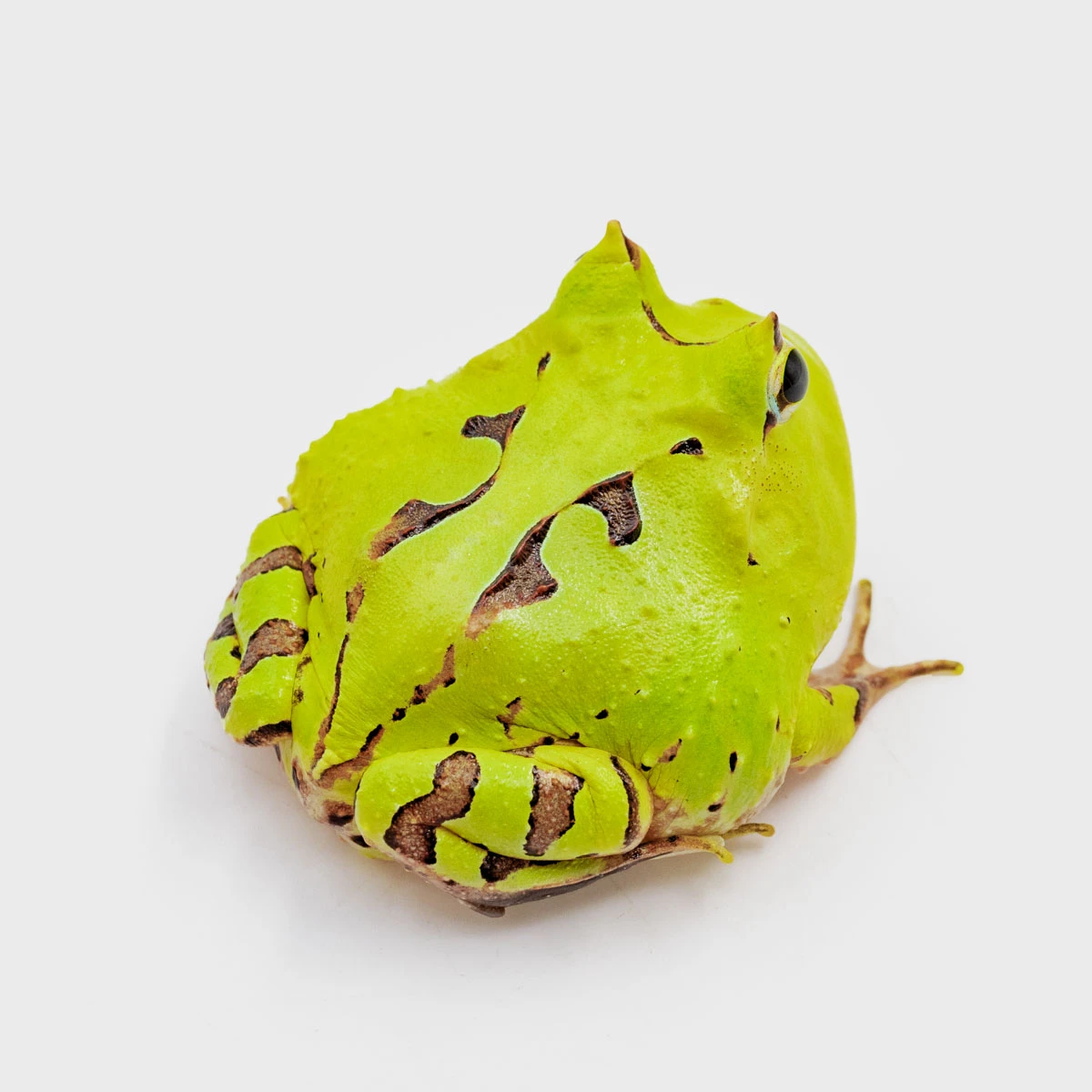 CCT02－霸王角蛙 (體長3.5cm)