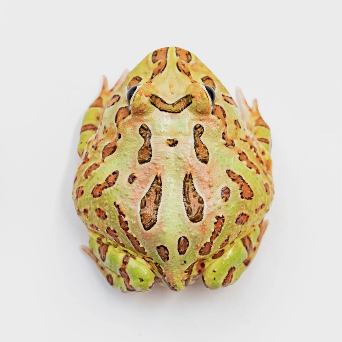 CCG08－南美角蛙 (綠角．體長5cm)