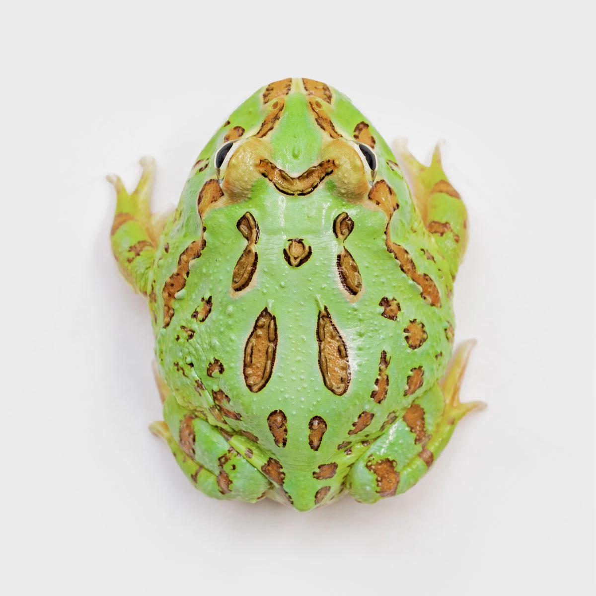CCG15－南美角蛙 (綠角．體長5.1cm)