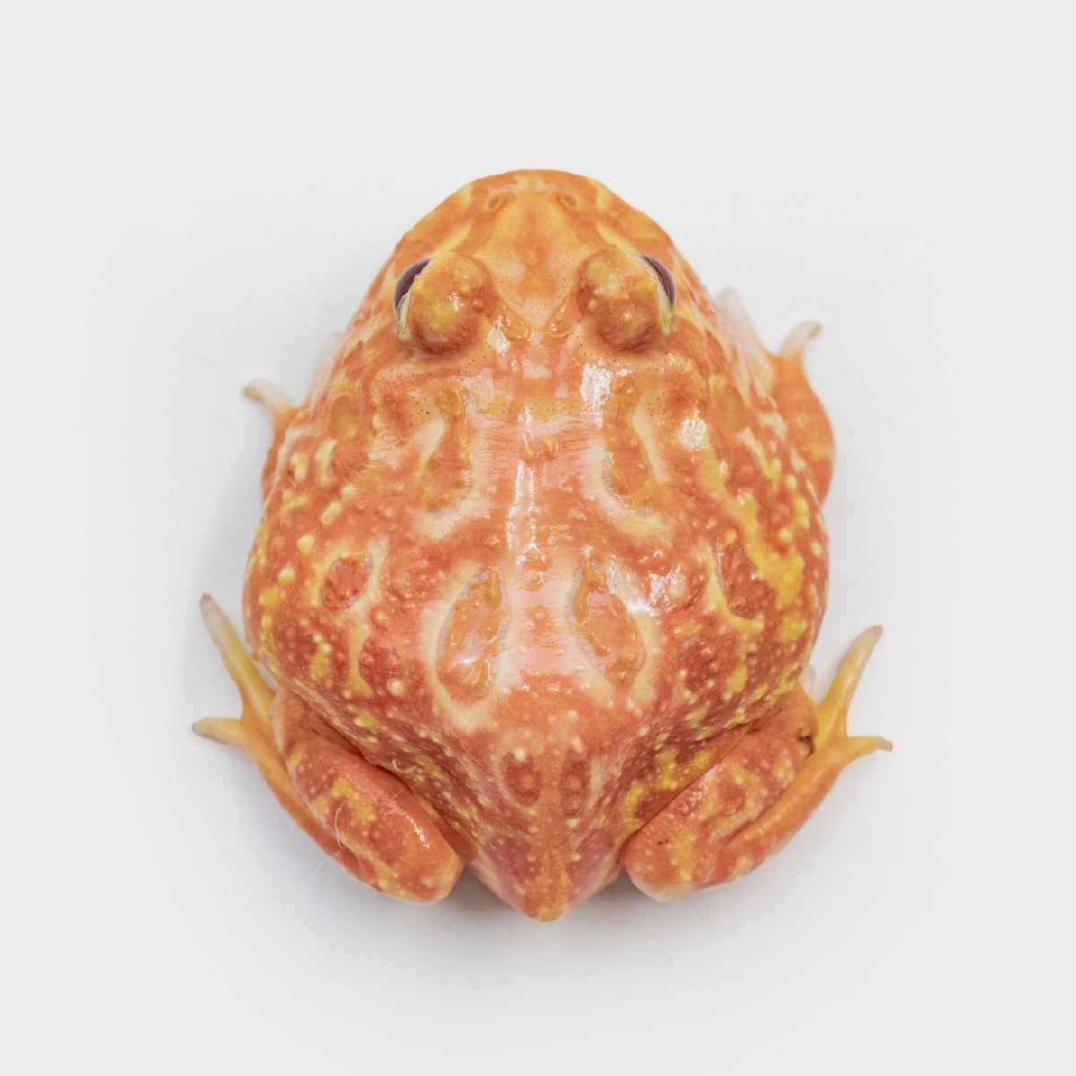 CCS23－南美角蛙 (草莓．體長5.7cm)