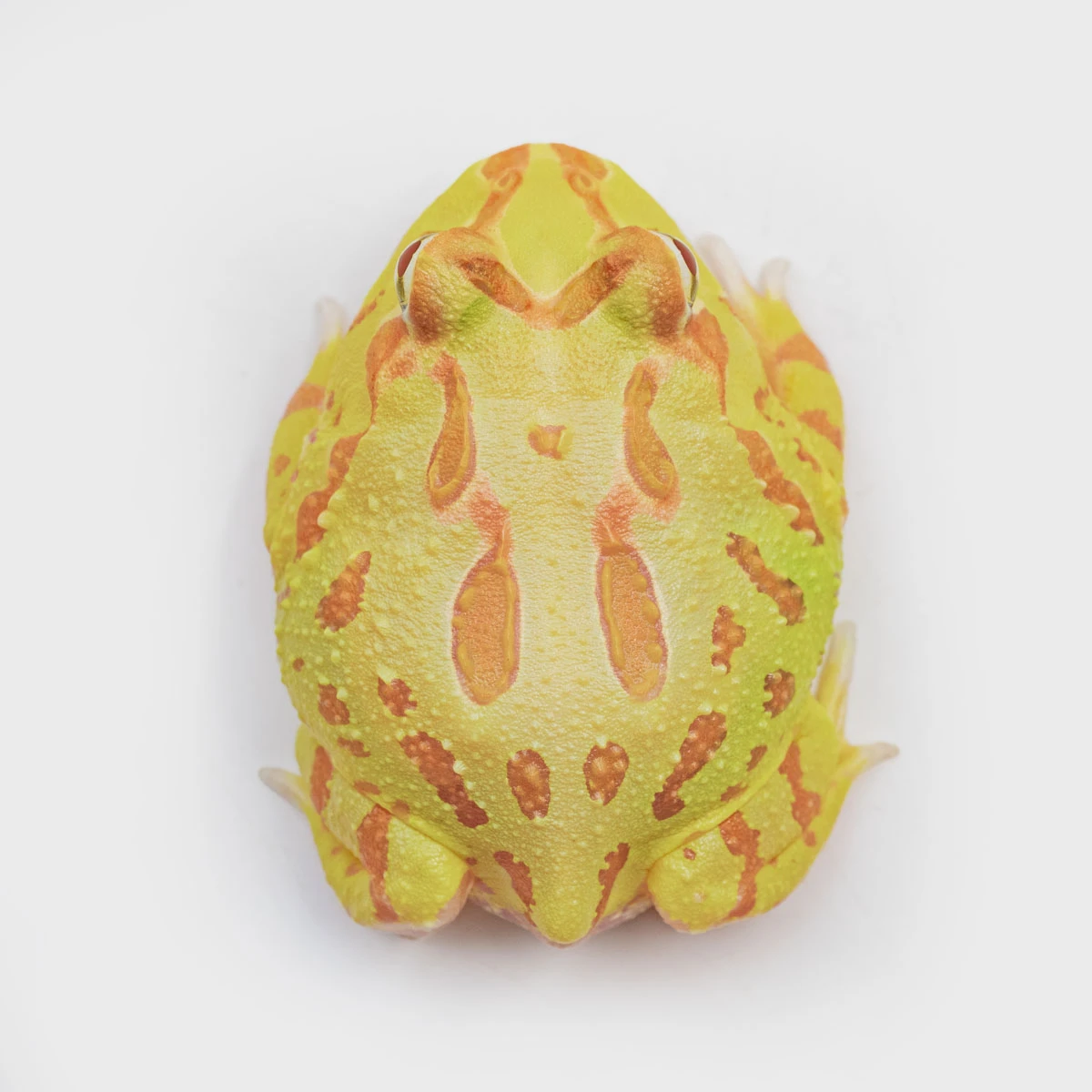 CCY01－南美角蛙 (黃金．體長4.5cm)