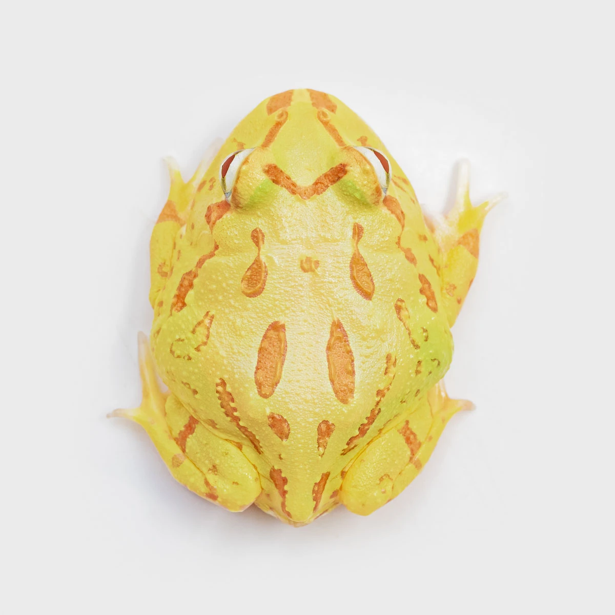CCY03－南美角蛙 (黃金．體長4.1cm)