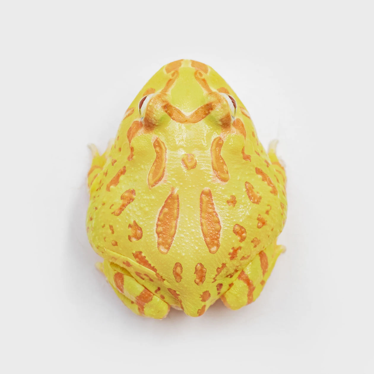 CCY04－南美角蛙 (黃金．體長4.6cm)