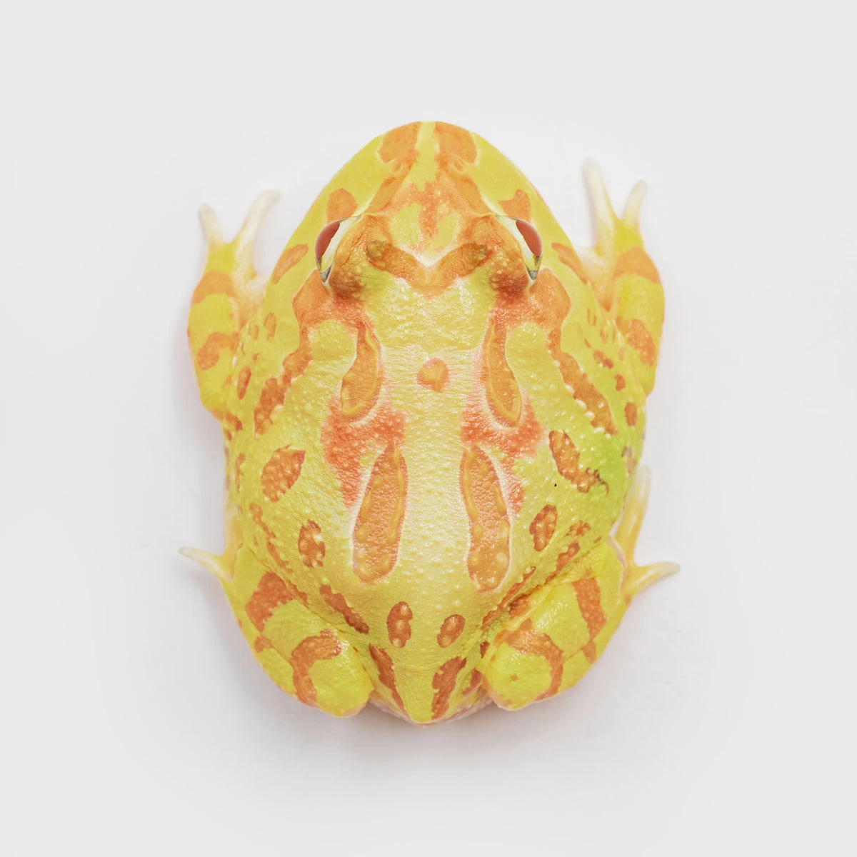CCY10－南美角蛙 (黃金．體長4.4cm)