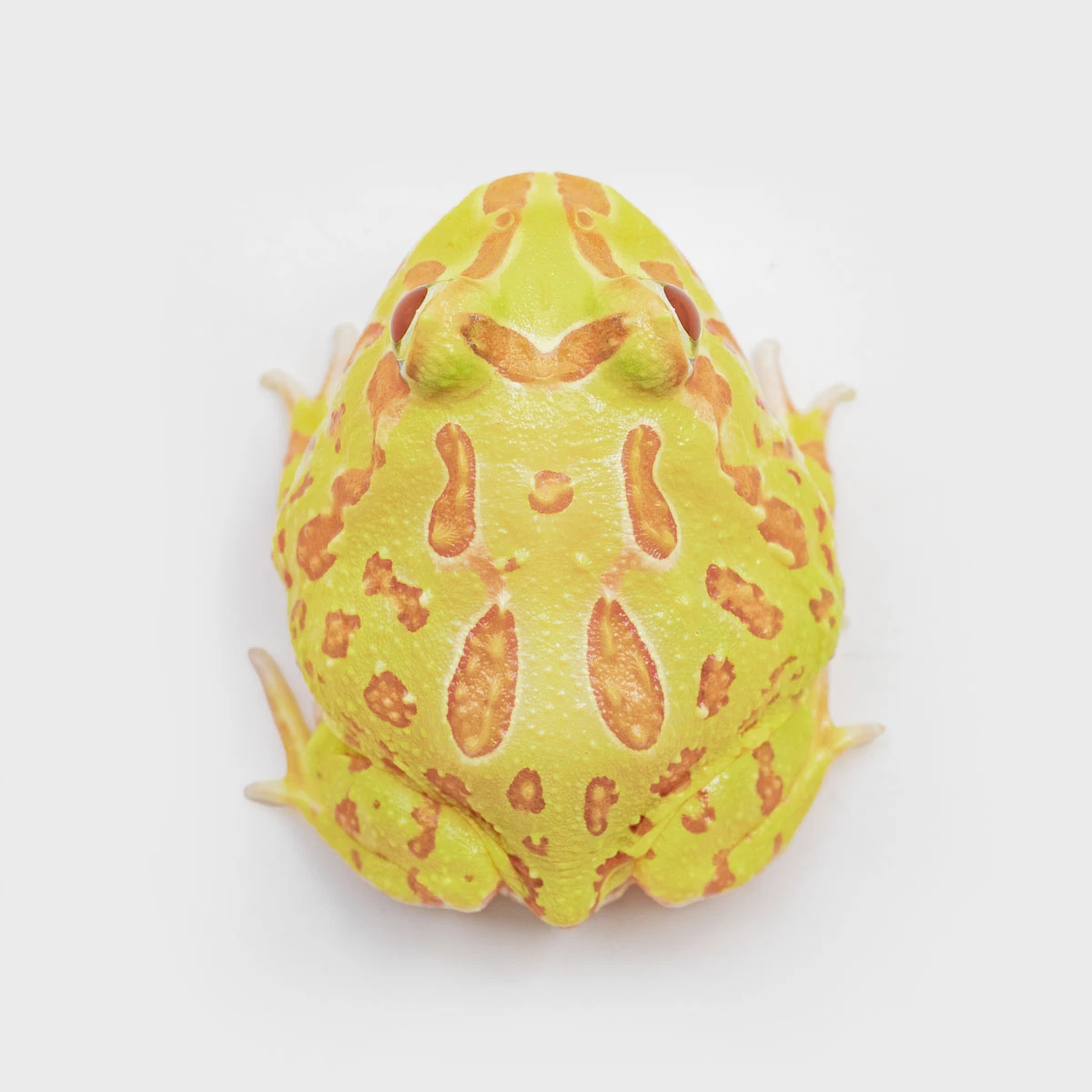 CCY11－南美角蛙 (黃金．體長4cm)