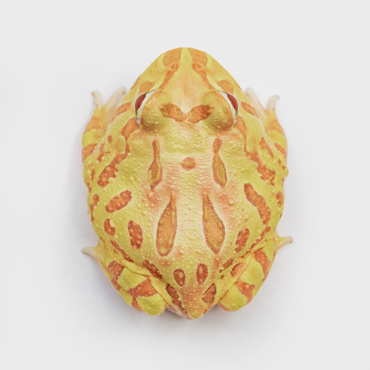 CCY15－南美角蛙 (黃金．體長4.4cm)