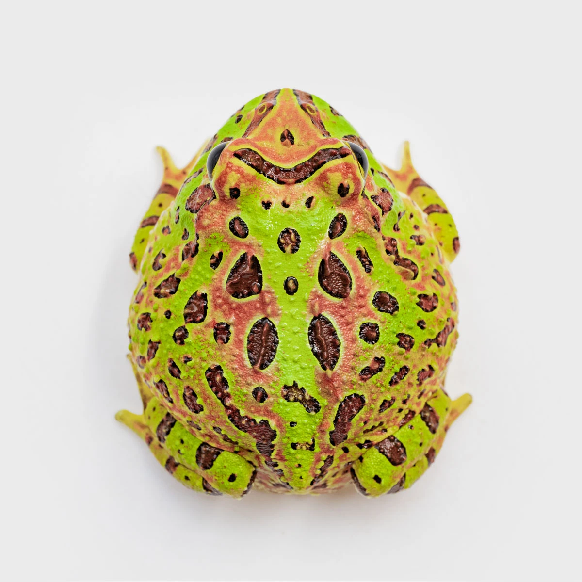CCO01－鐘霸角蛙 (體長3.8cm)