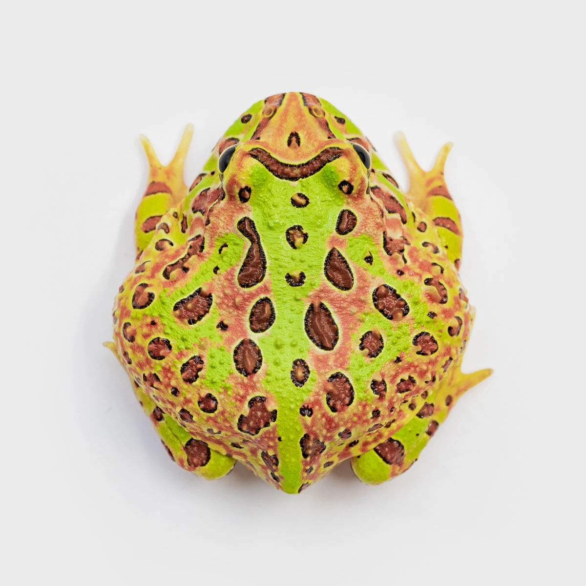 CCO21－鐘霸角蛙 (體長4.2cm)