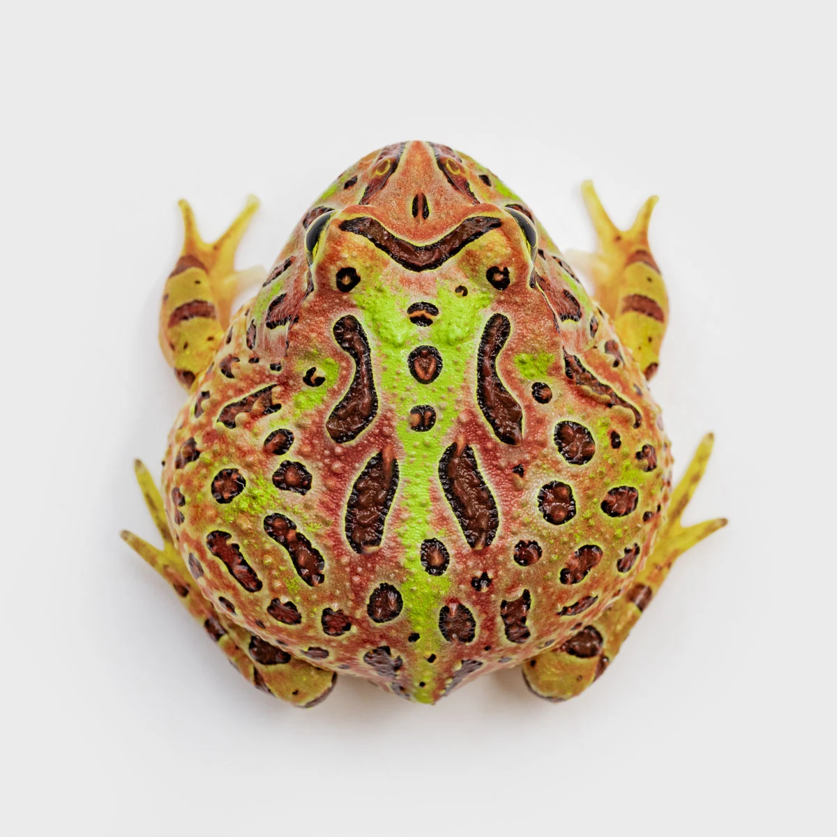 CCO22－鐘霸角蛙 (體長4.3cm)