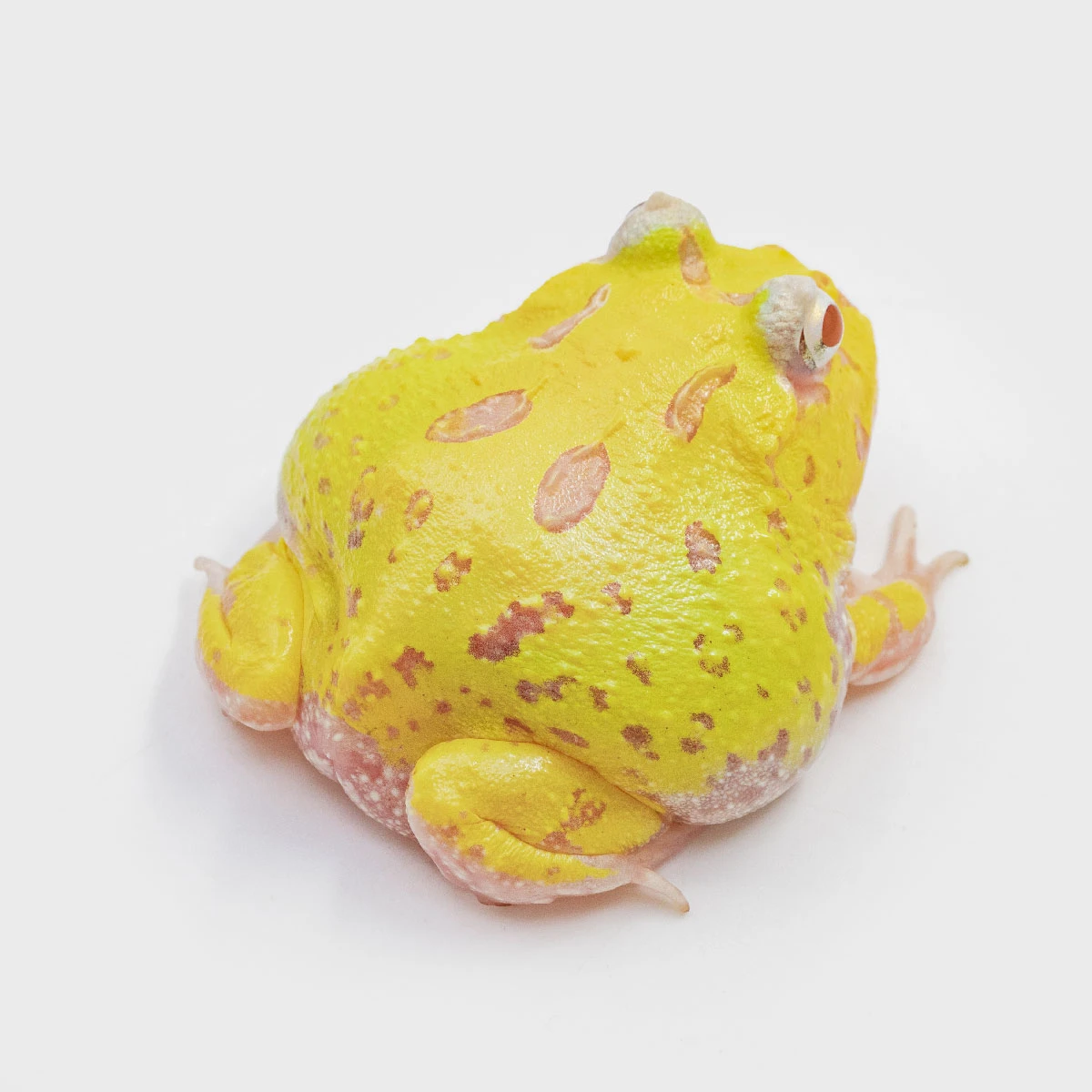 CCM06－南美角蛙 (微變異．體長4.5cm)