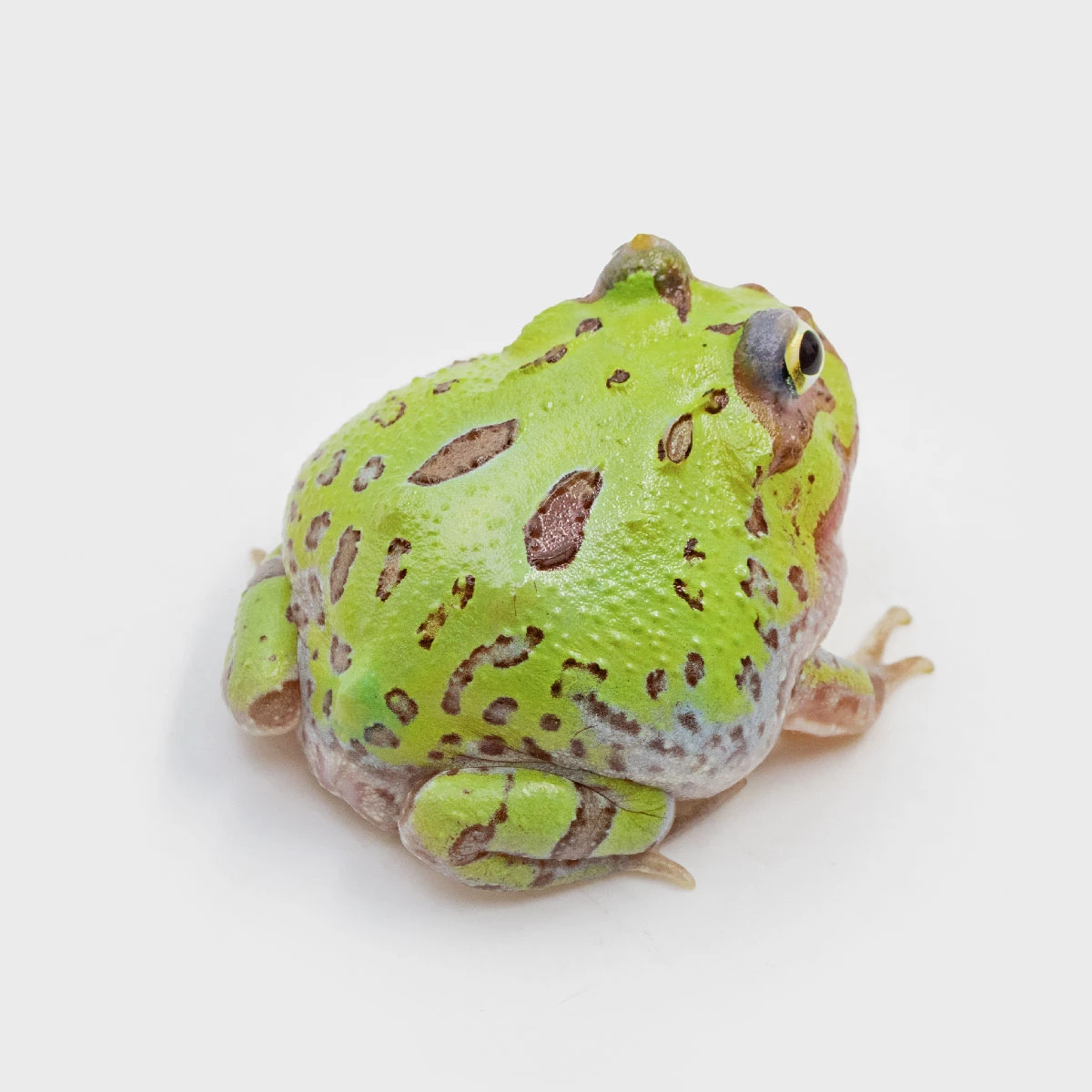 CCM07－南美角蛙 (微變異．體長4.3cm)