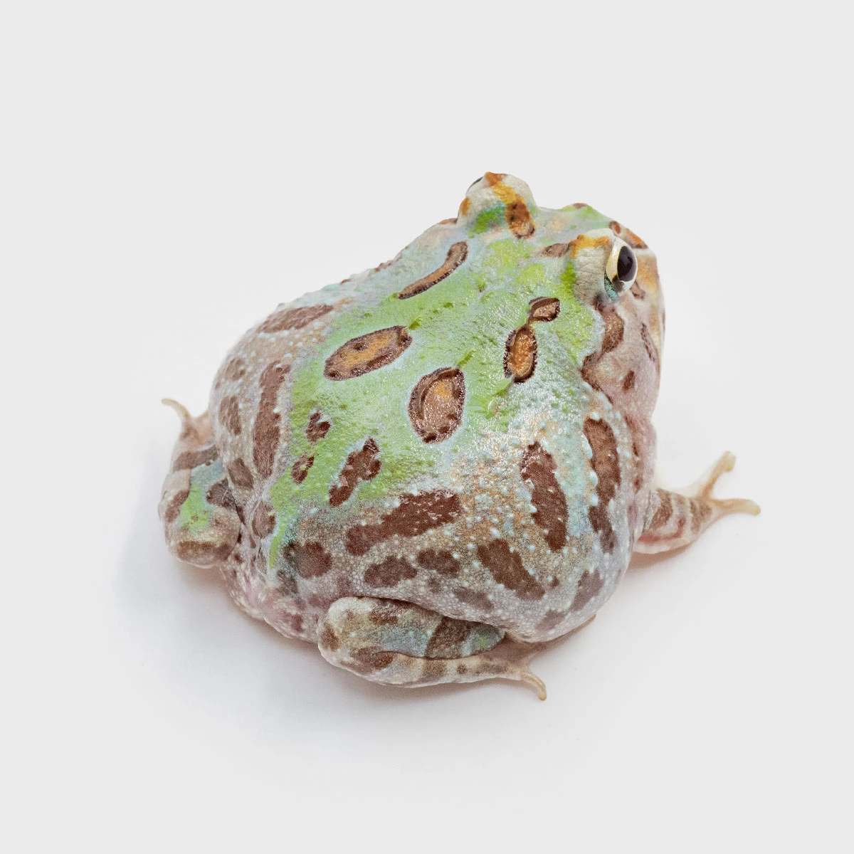 CCM08－南美角蛙 (微變異．體長4.6cm)