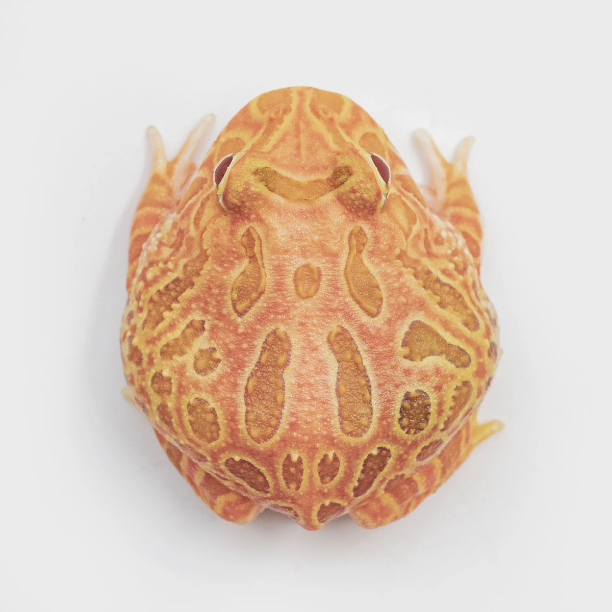 CCS05－南美角蛙 (草莓．體長4cm)