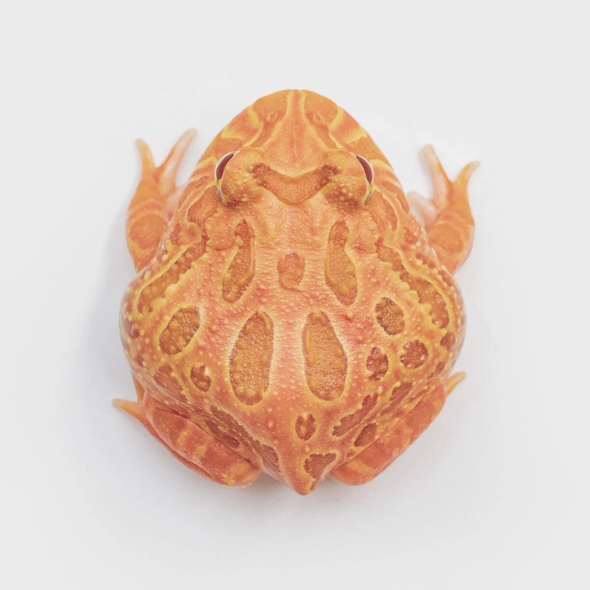 CCS14－南美角蛙 (草莓．體長3.7cm)