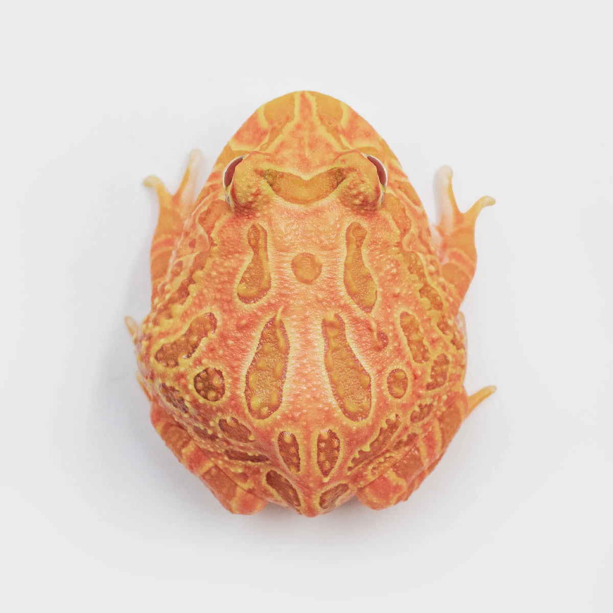 CCS16－南美角蛙 (草莓．體長3.9cm)