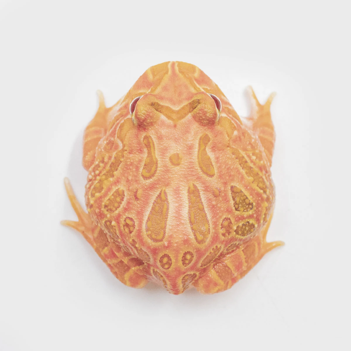 CCS17－南美角蛙 (草莓．體長3.8cm)