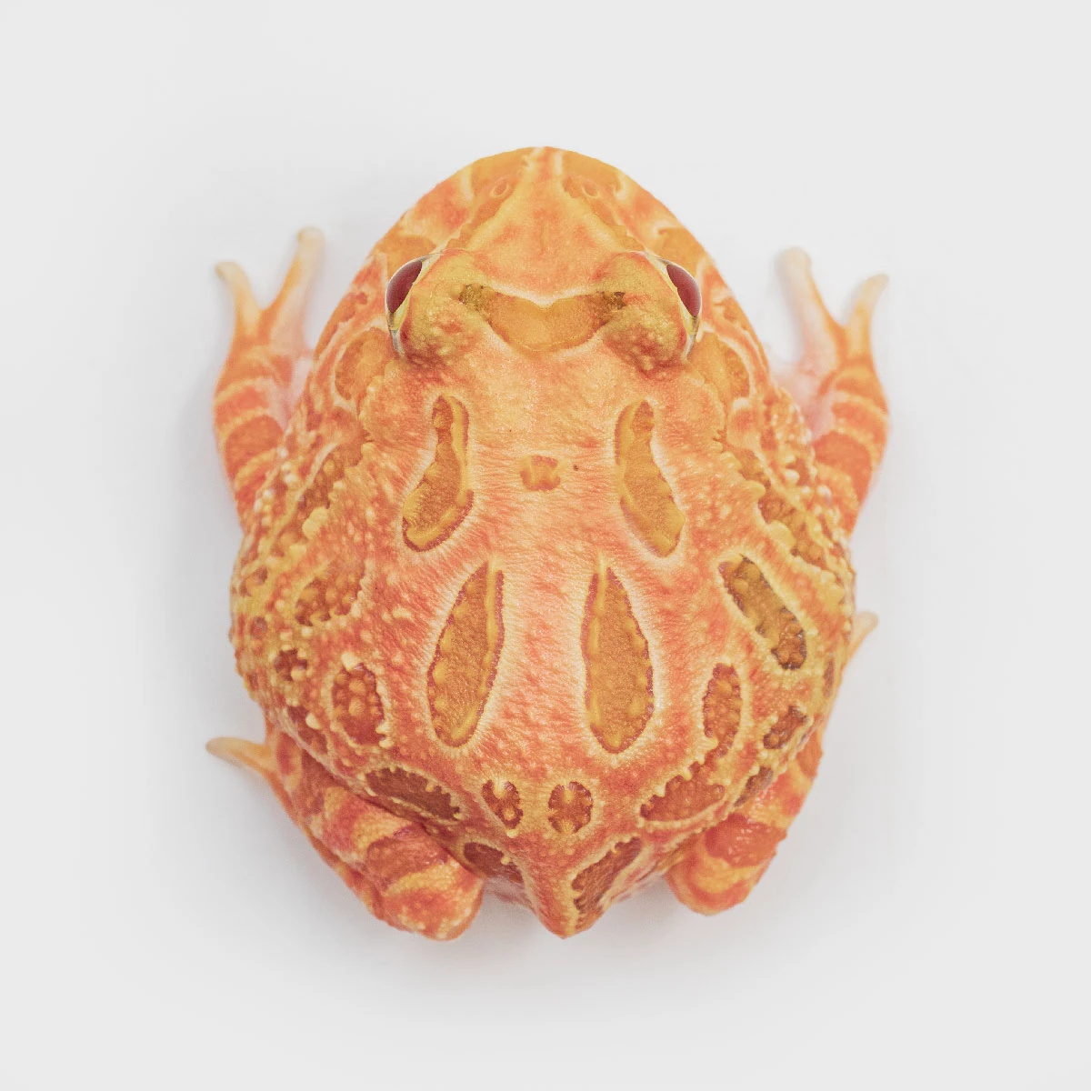 CCS18－南美角蛙 (草莓．體長3.8cm)