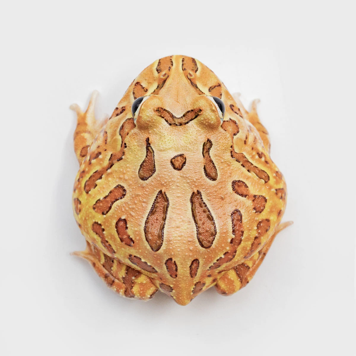 CCB04－南美角蛙 (咖啡．體長4.8cm)