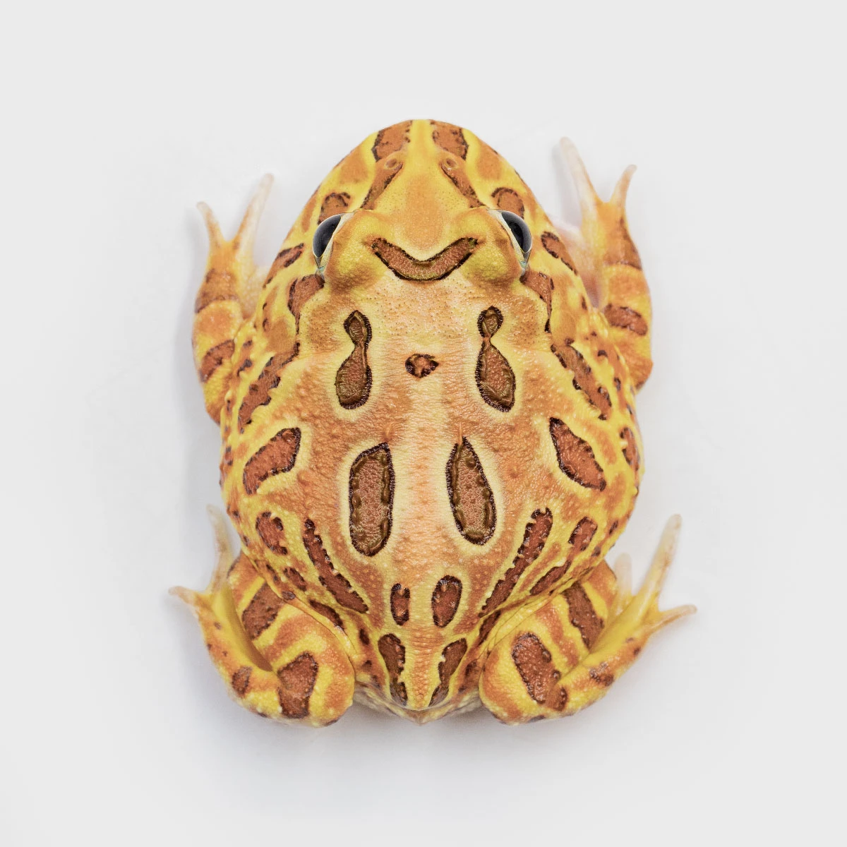 CCB08－南美角蛙 (咖啡．體長4.8cm)