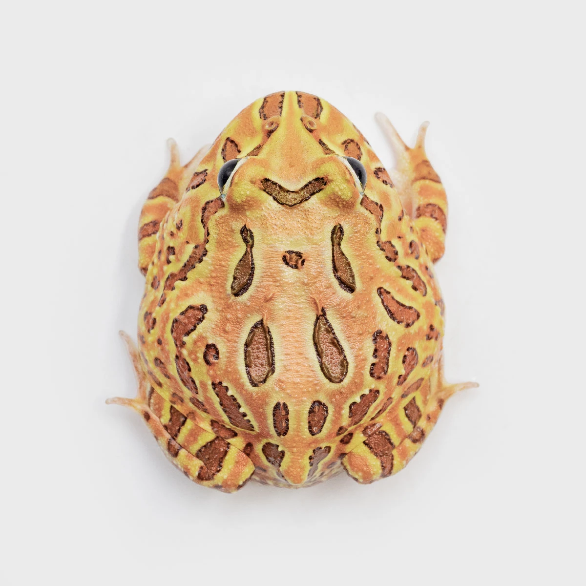 CCB12－南美角蛙 (咖啡．體長4.9cm)