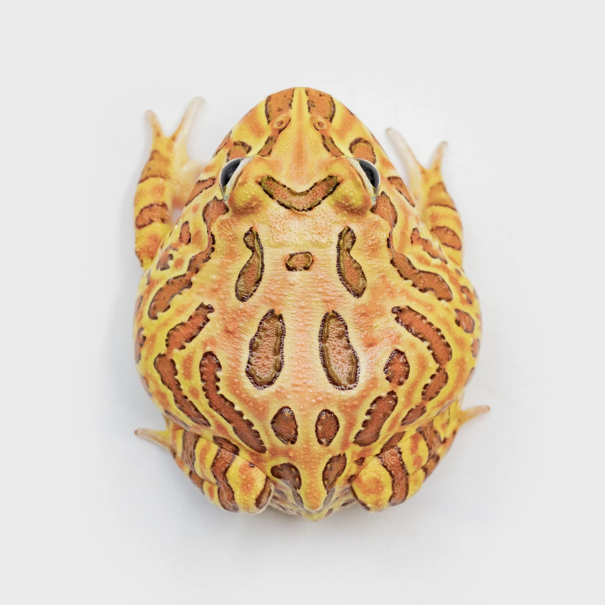 CCB15－南美角蛙 (咖啡．體長5.1cm)