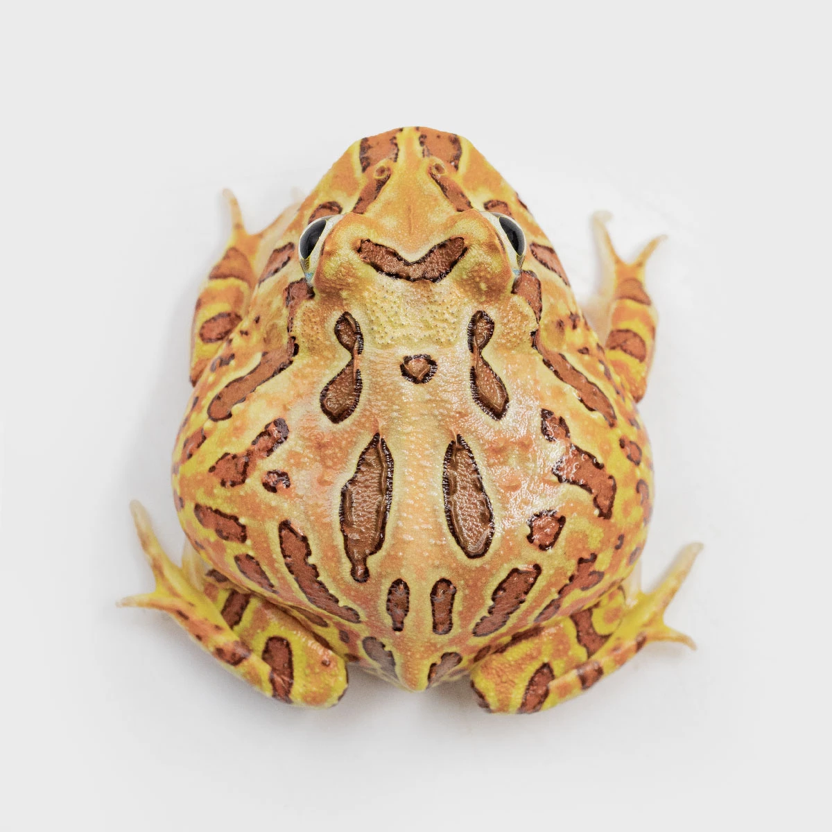 CCB17－南美角蛙 (咖啡．體長4.3cm)