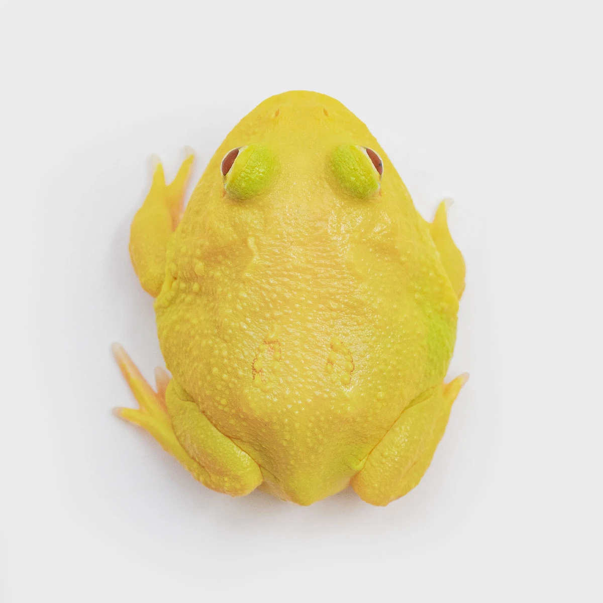 CCY07－南美角蛙 (無紋黃金．體長4.2cm)