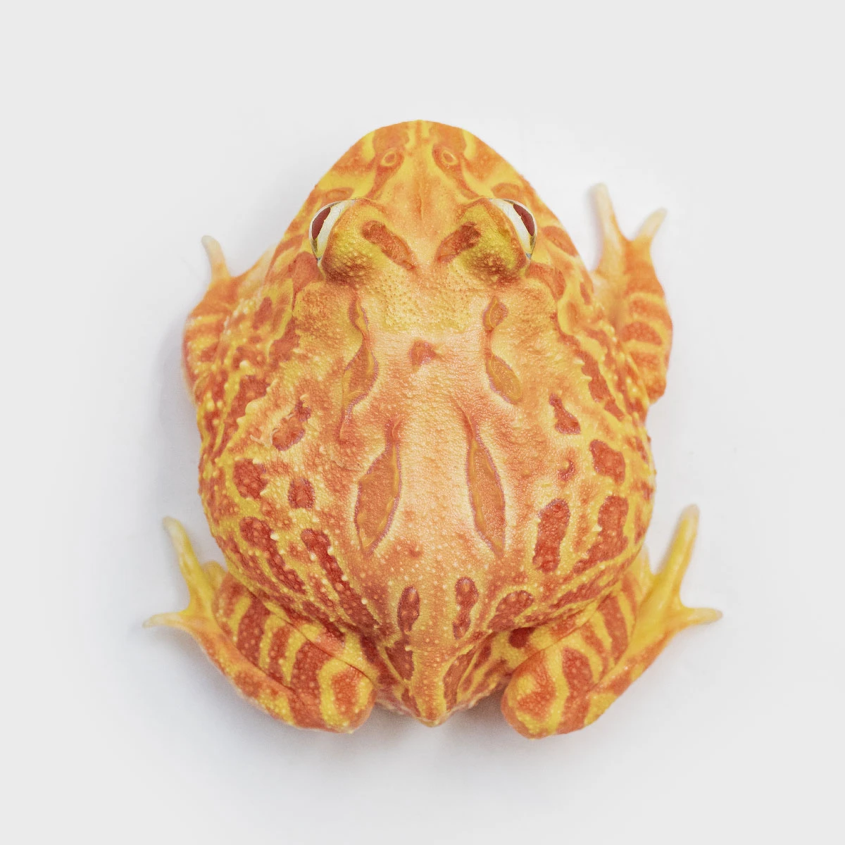 CCP01－南美角蛙 (木瓜．體長5cm)