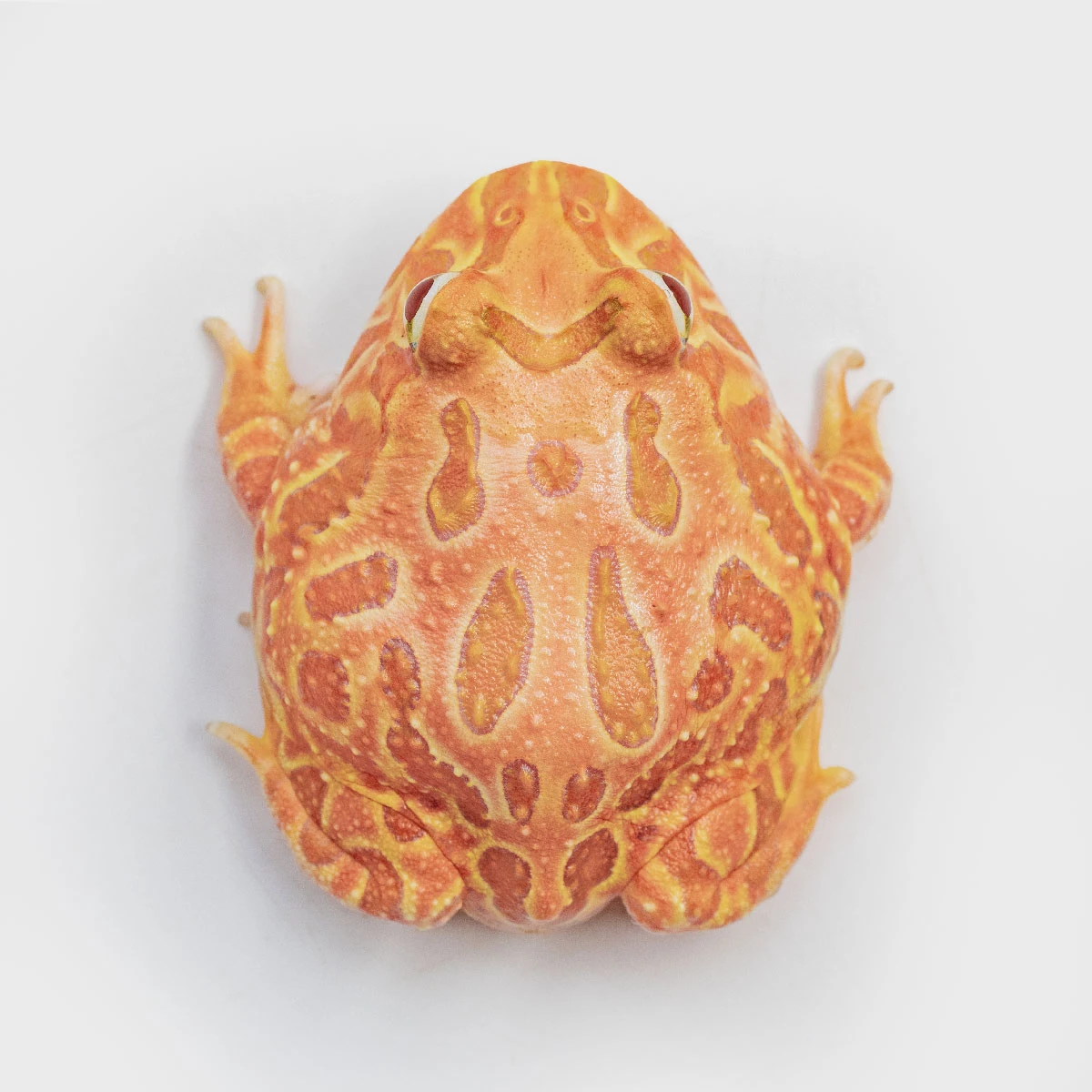 CCP03－南美角蛙 (木瓜．體長4.8cm)