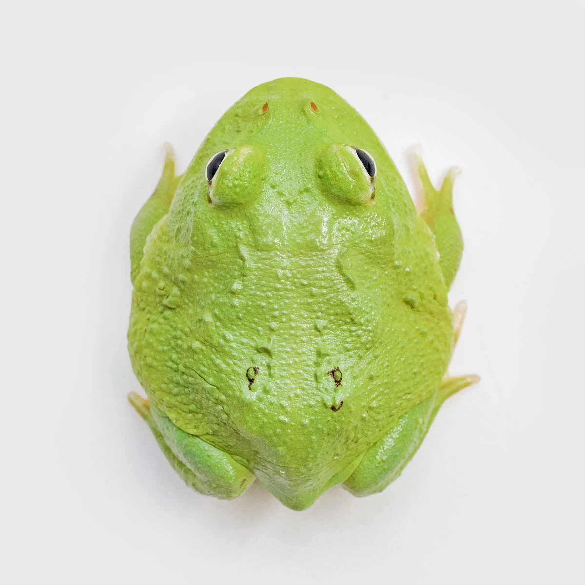 CCG10－南美角蛙 (少紋綠角．體長3.8cm)