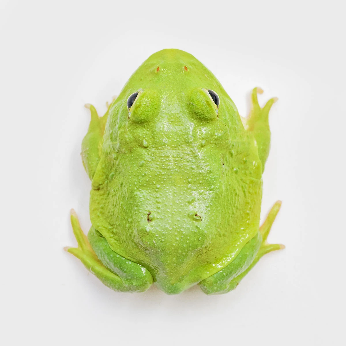 CCG13－南美角蛙 (少紋綠角．體長4.2cm)