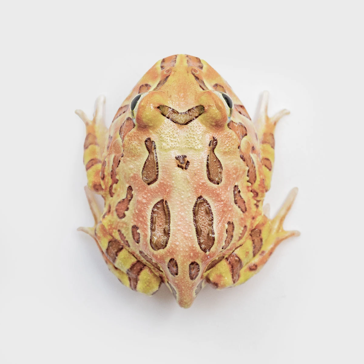 CCB03－南美角蛙 (咖啡．體長4.2cm)