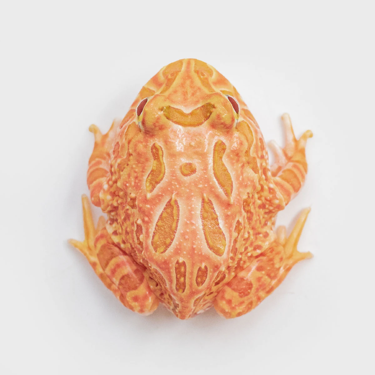 CCS04－南美角蛙 (草莓．體長3.8cm)
