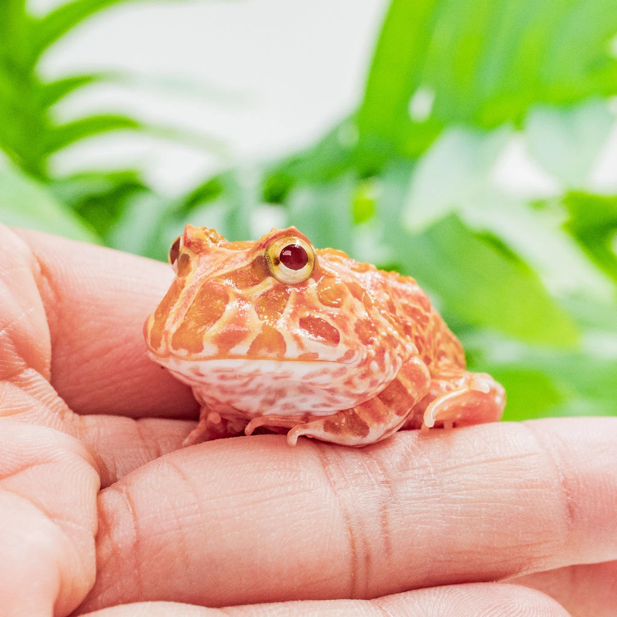 CCS04－南美角蛙 (草莓．體長3.8cm)