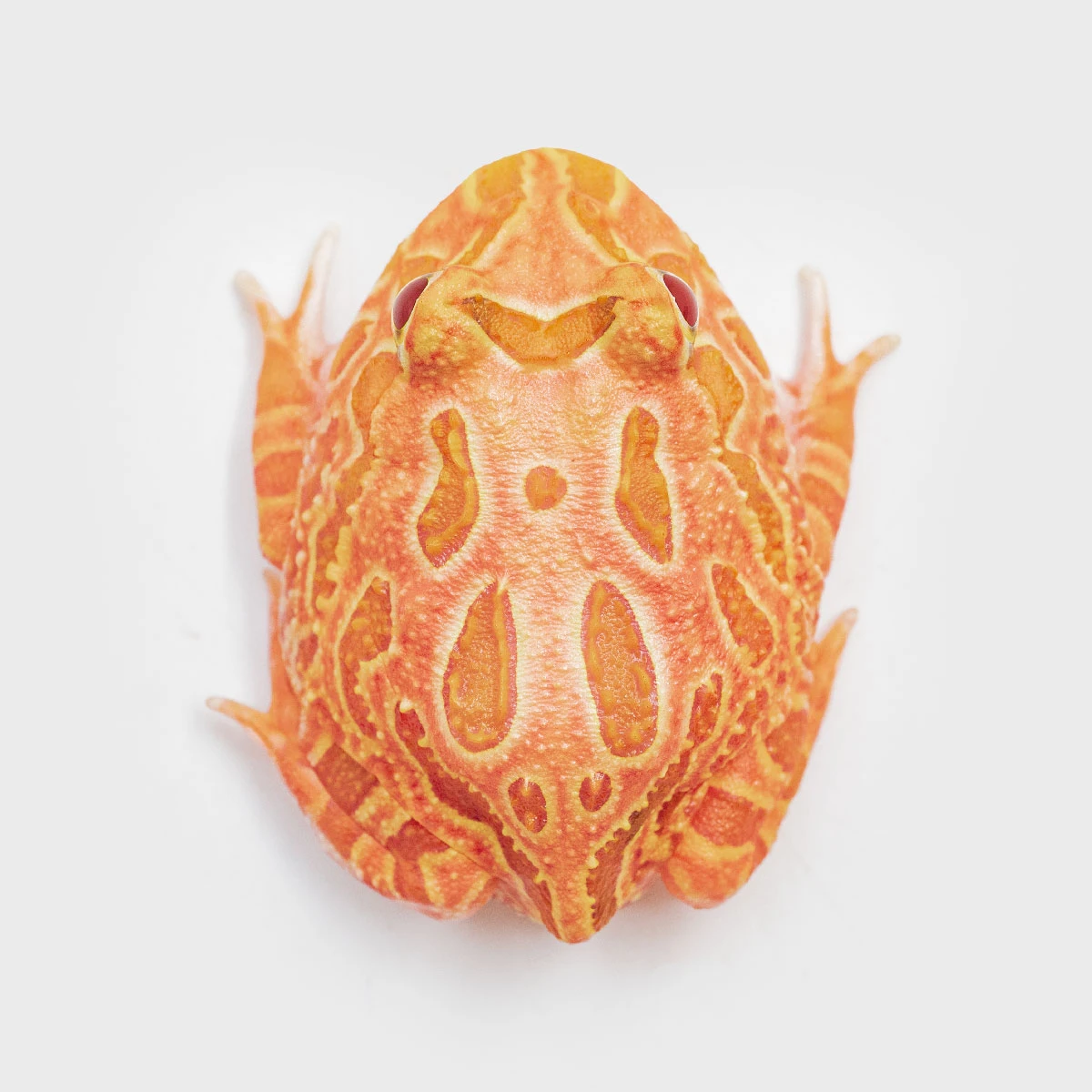 CCS12－南美角蛙 (草莓．體長3.6cm)