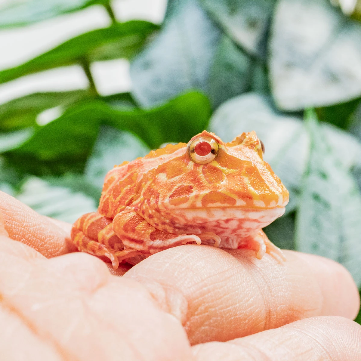 CCS12－南美角蛙 (草莓．體長3.6cm)