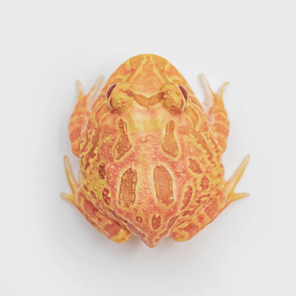 CCS15－南美角蛙 (草莓．體長3.4cm)