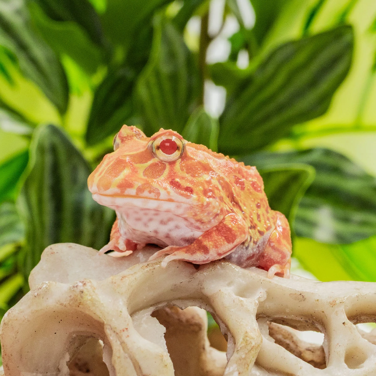 CCS15－南美角蛙 (草莓．體長3.5cm)