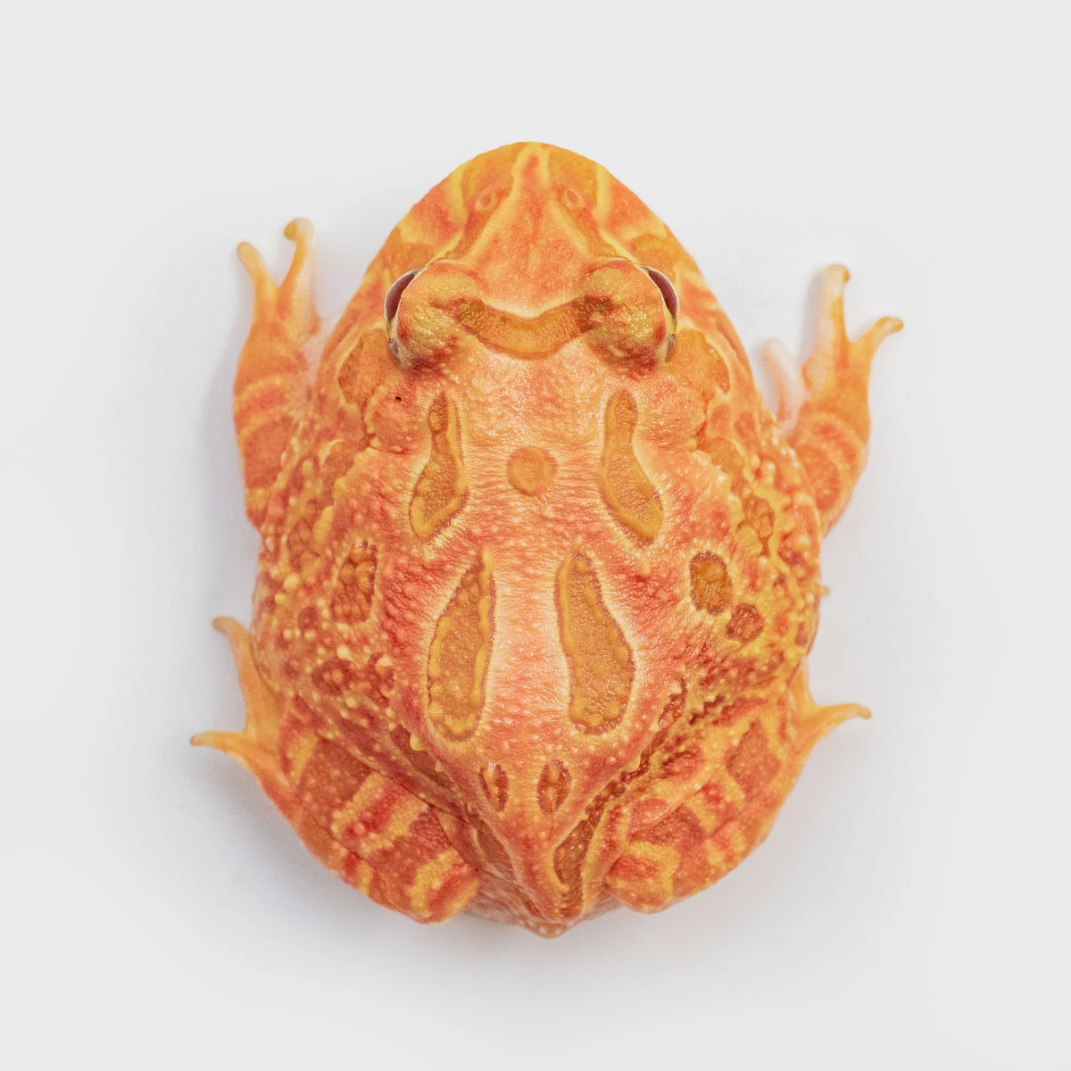 CCS19－南美角蛙 (草莓．體長4.2cm)
