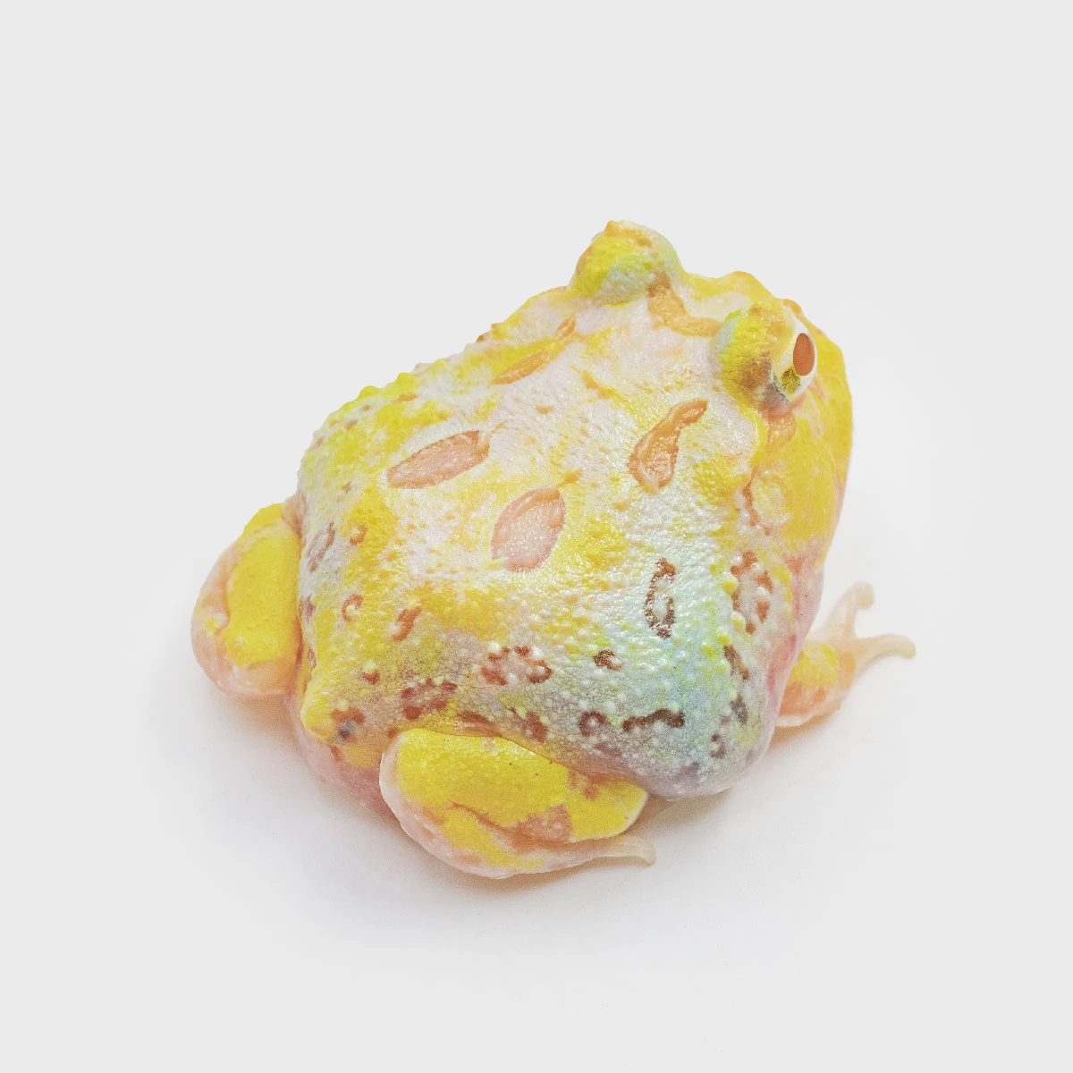CCM04－南美角蛙 (變異．體長4.1cm)