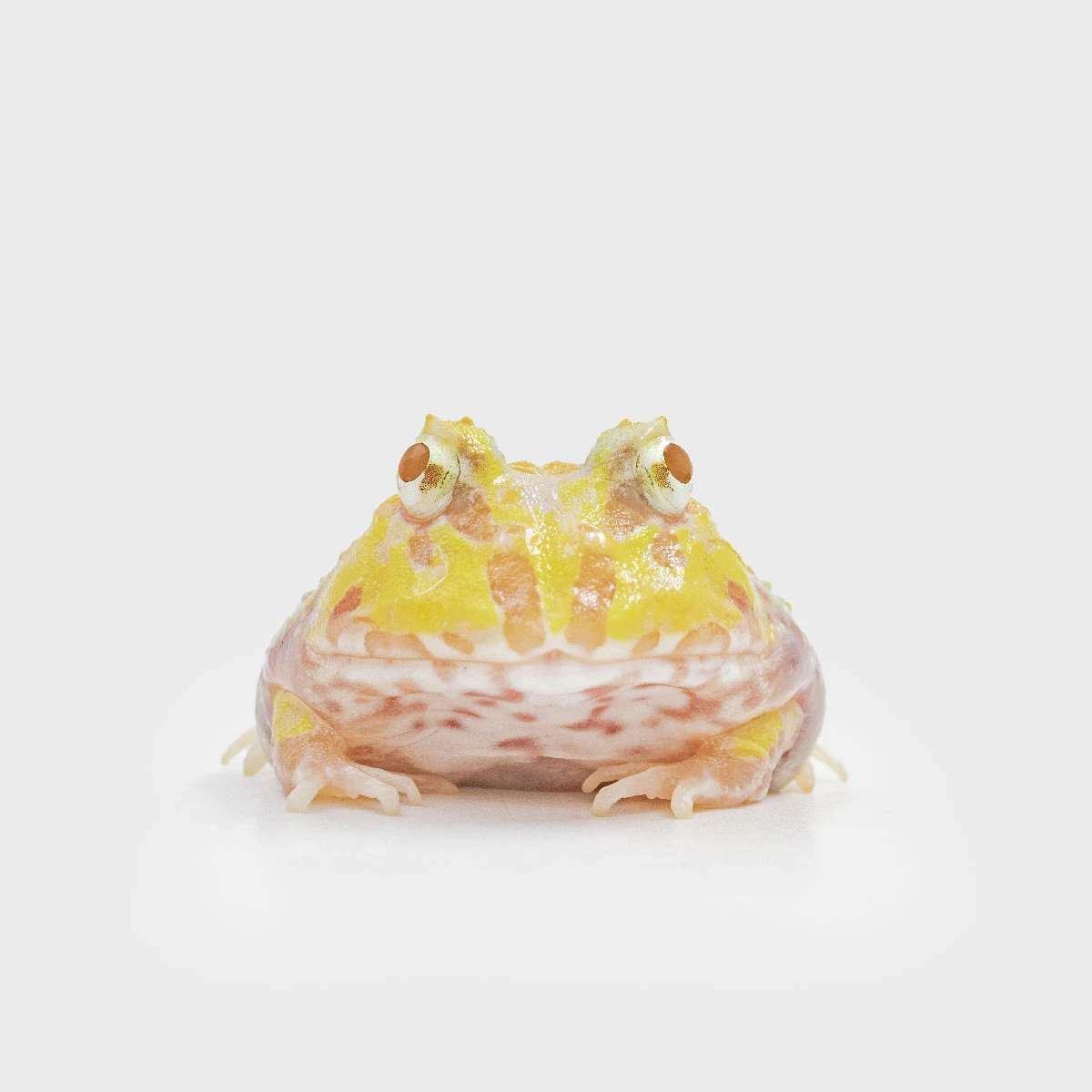 CCM04－南美角蛙 (變異．體長4.1cm)