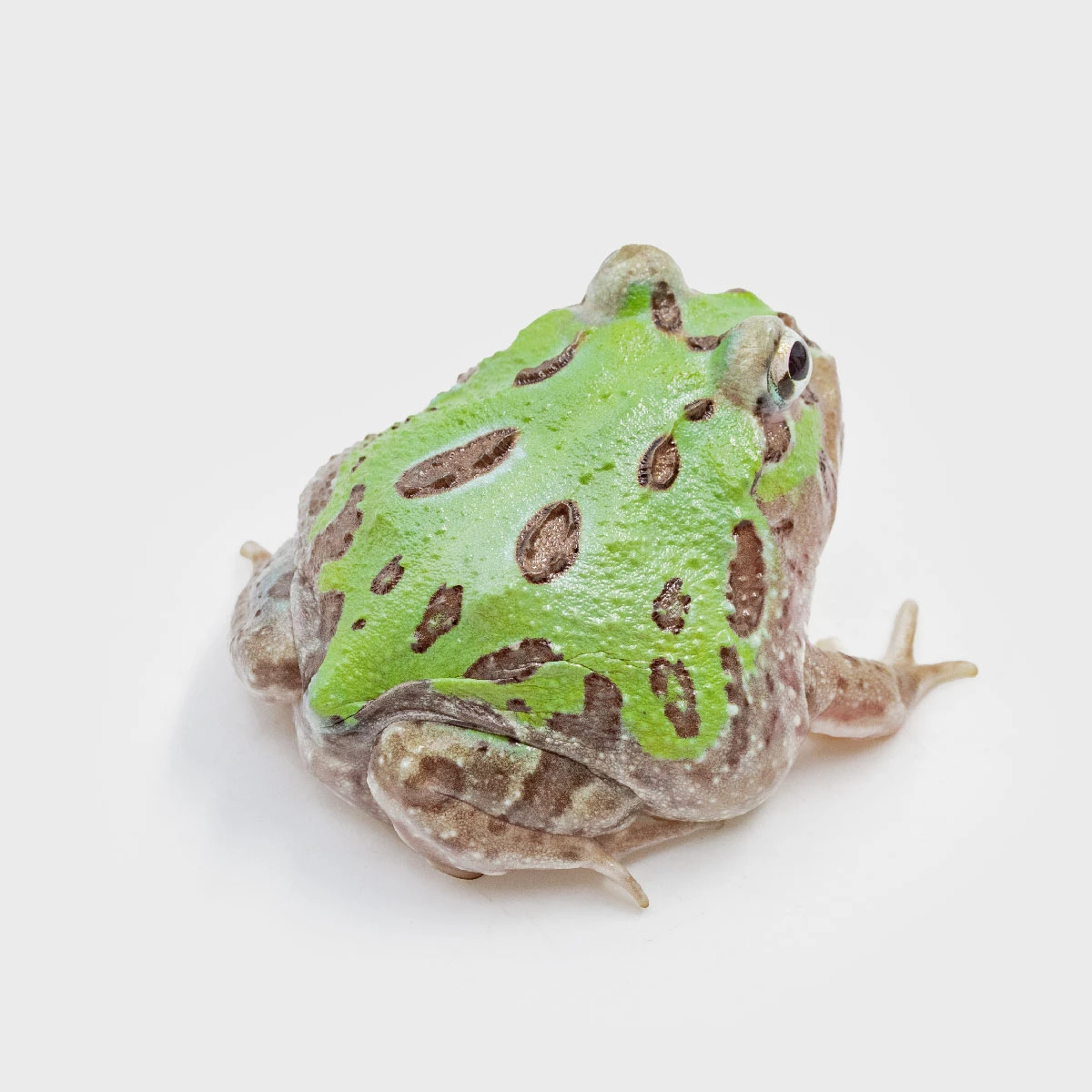 CCM05－南美角蛙 (變異．體長4.5cm)