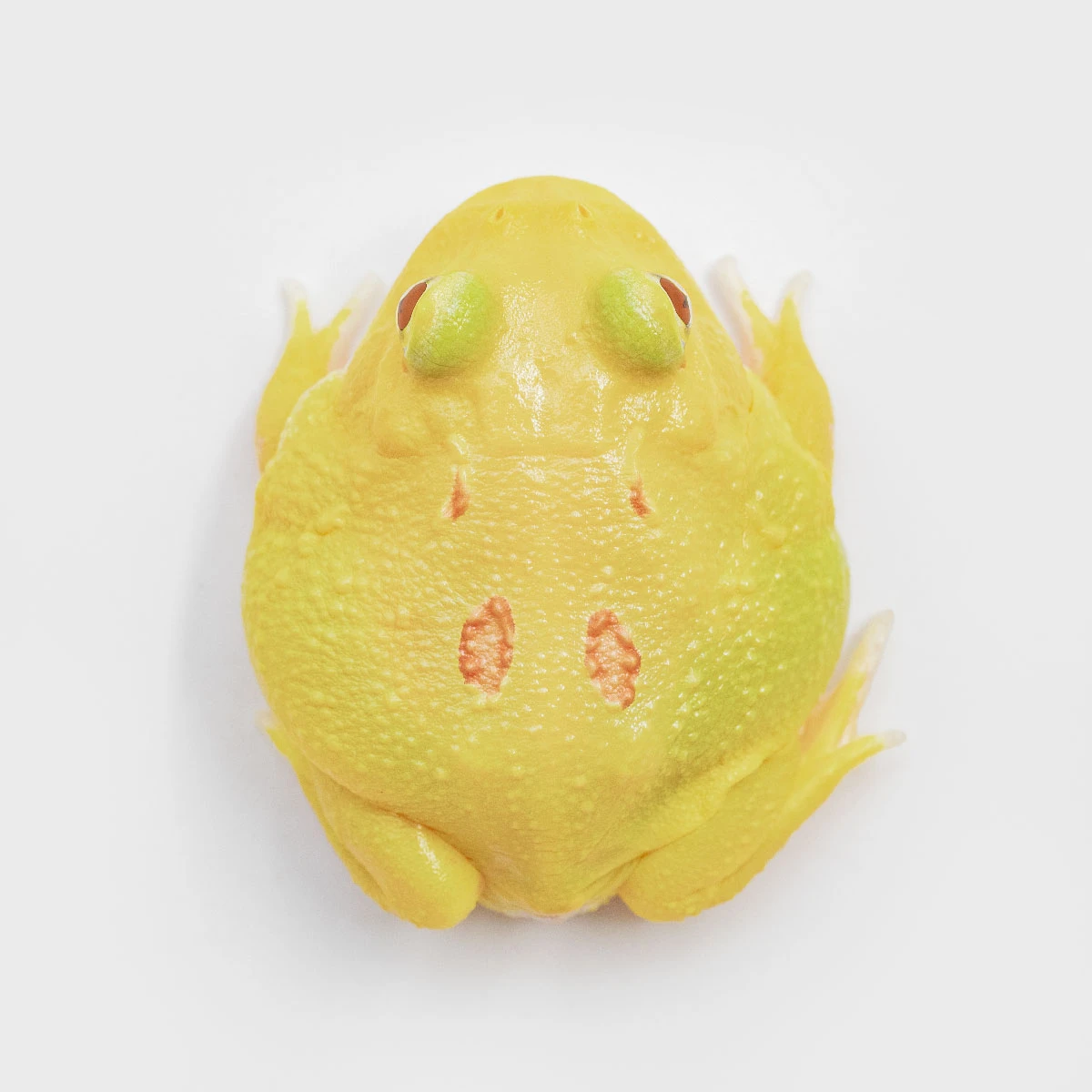 CCY28－南美角蛙 (皮卡丘．體長3.8cm)