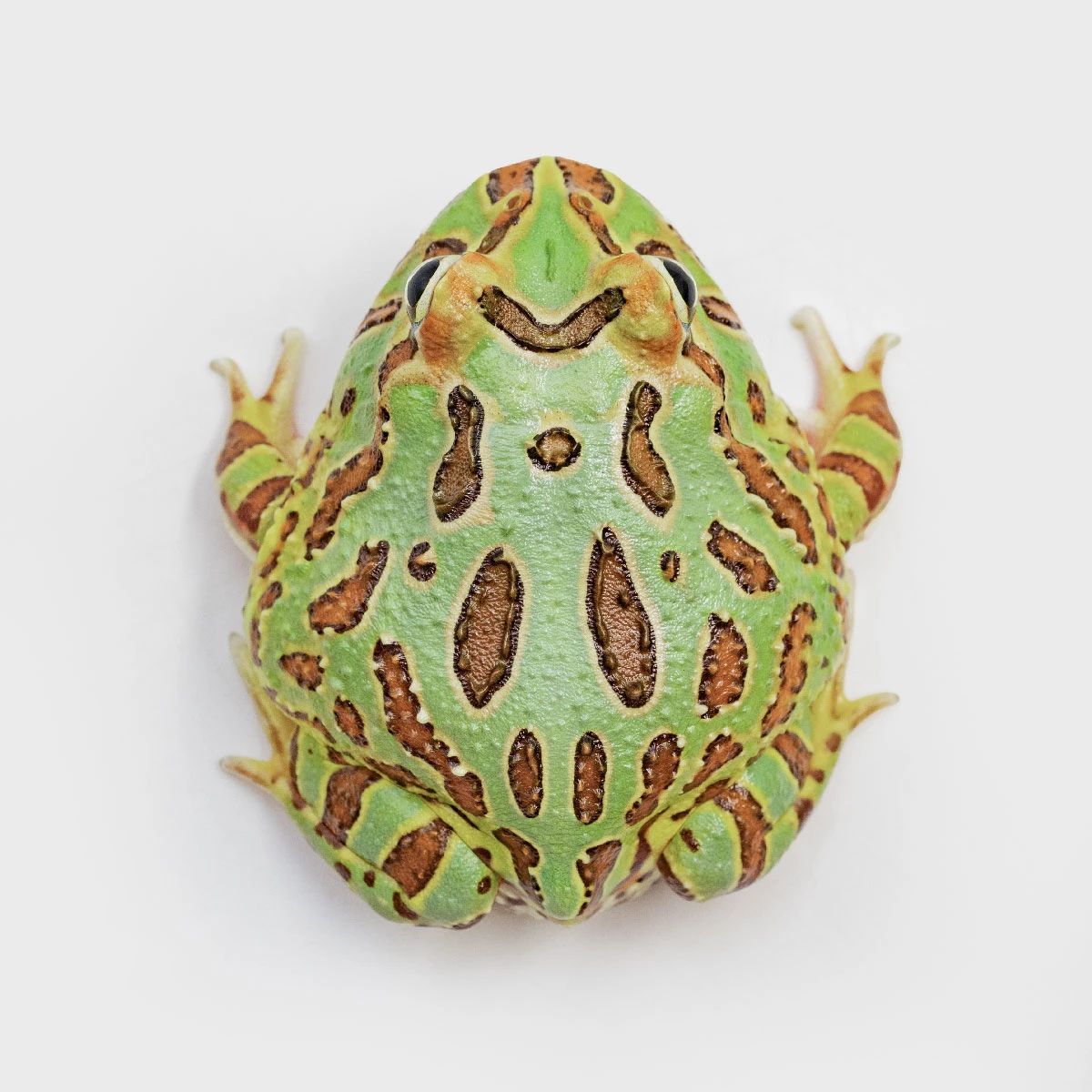 CCG12－南美角蛙 (綠角．體長5.2cm)